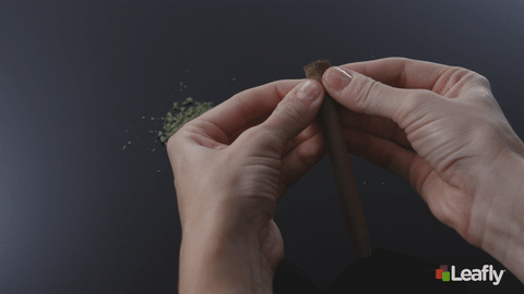 Won stam speler How to Roll a Perfect Blunt: A Step-by-Step Guide — Steemit