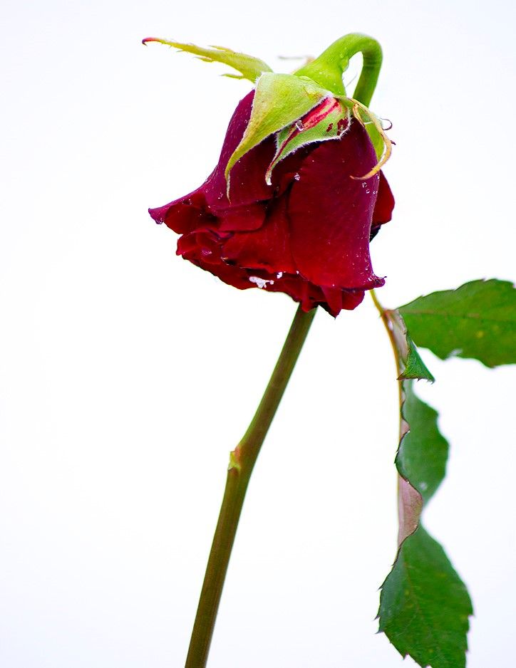 Frozen-rose3.jpg