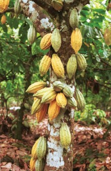 Cocoa-tree-1-219x336.jpg