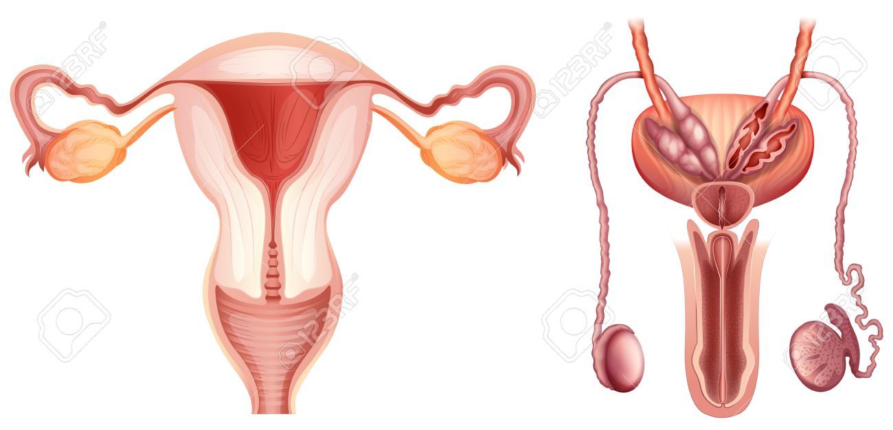 34469977-the-male-and-female-reproductive-systems-on-a-white-background-Stock-Photo.jpg