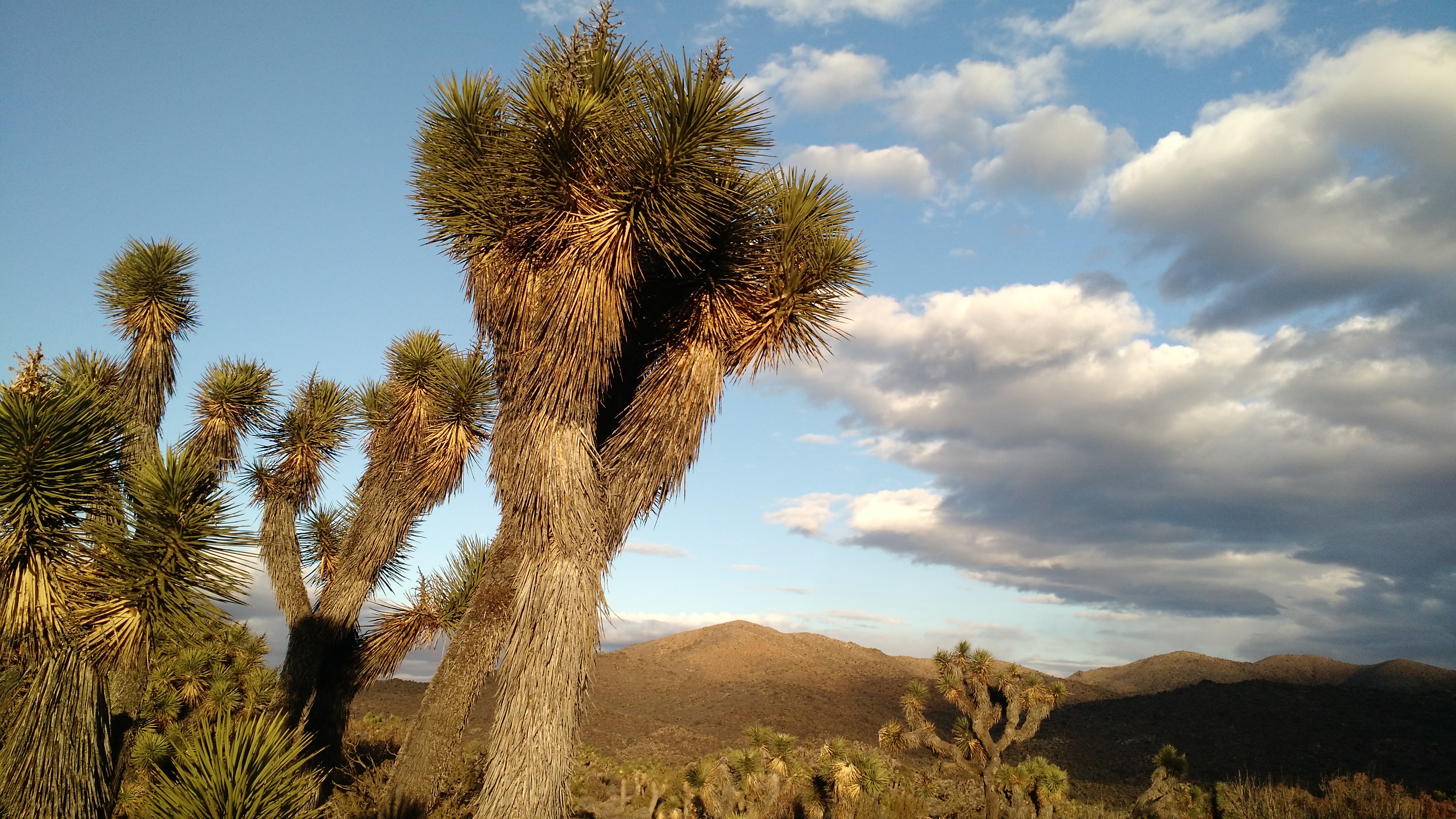 Joshua Tree Clouds.jpg