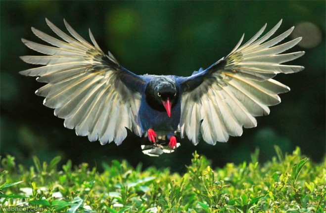 2-bird-photography-taiwan-blue-magpie.preview.jpg