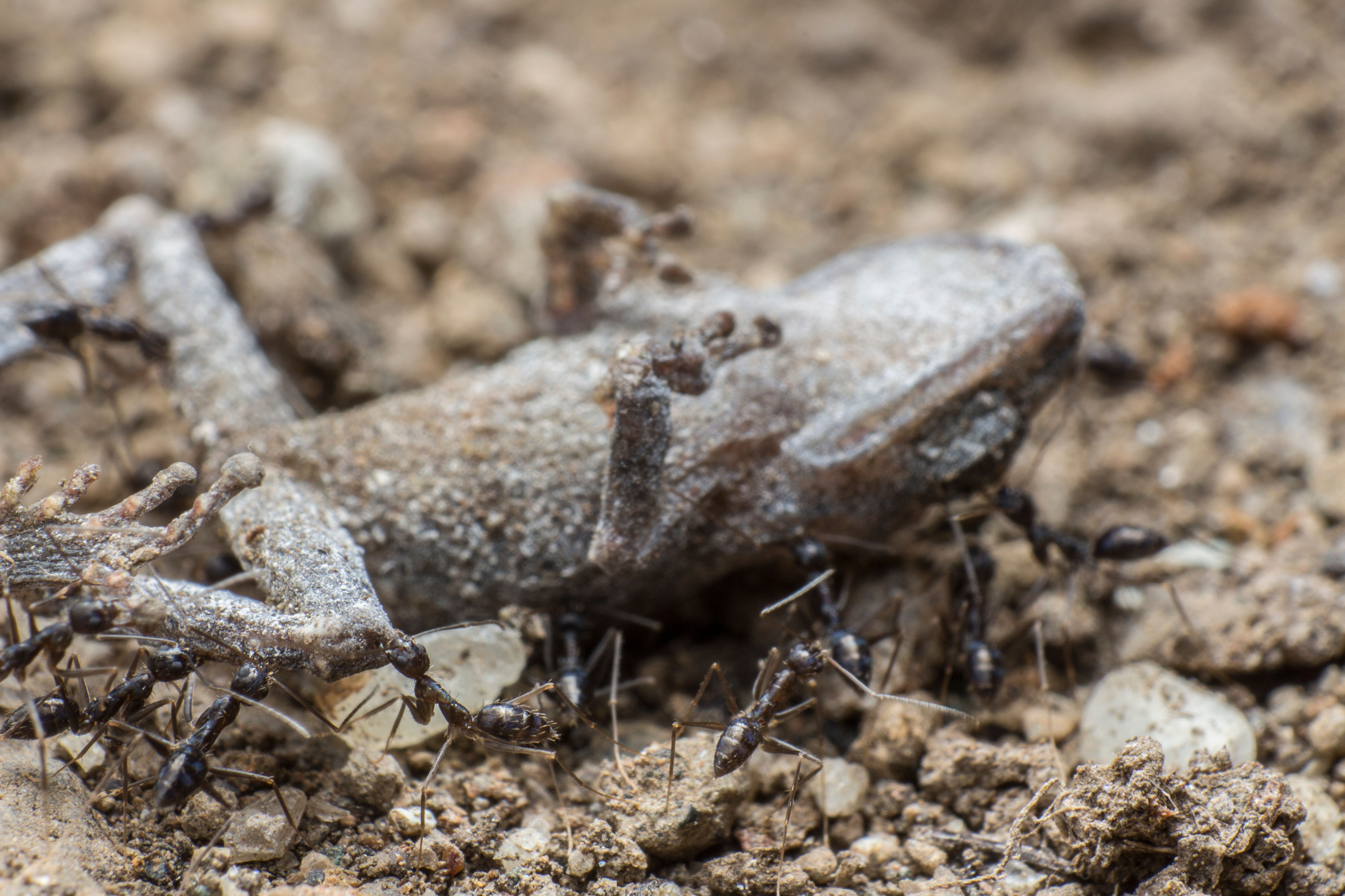 frog.jpg