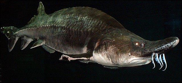 Beluga_Sturgeon2.jpg