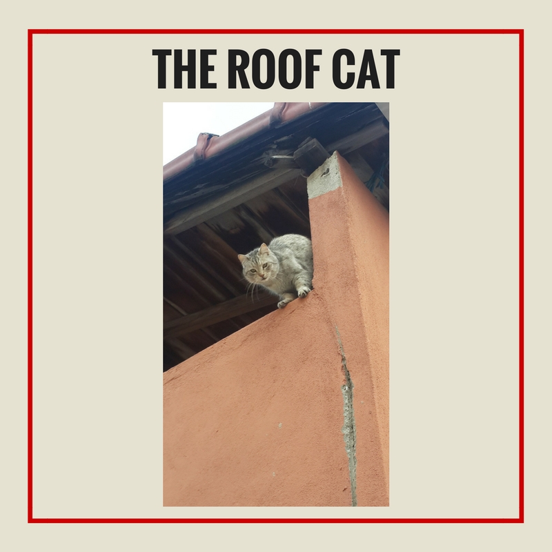 the roof cat.jpg