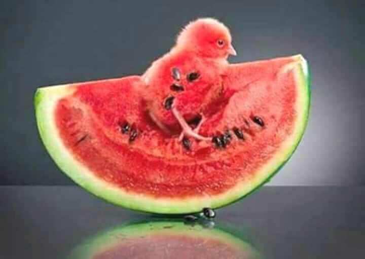 chiken.jpg