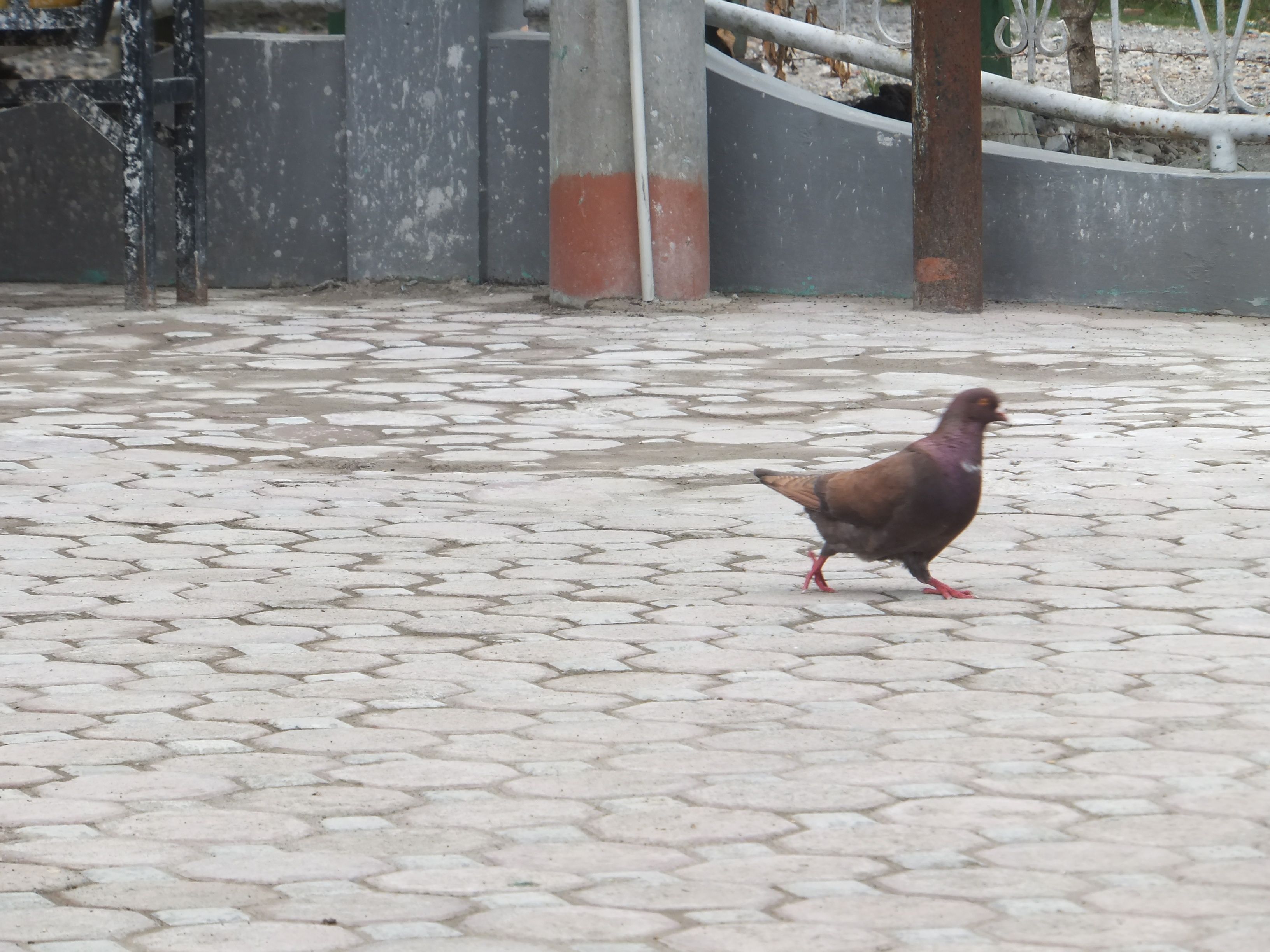 Fakta Fakta Unik Tentang Burung Merpati The Fact About Pigeon