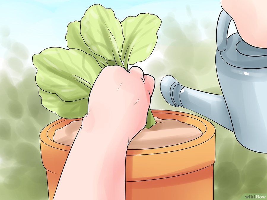 v4-900px-Choose-the-Best-Time-for-Watering-the-Garden-Step-5.jpg