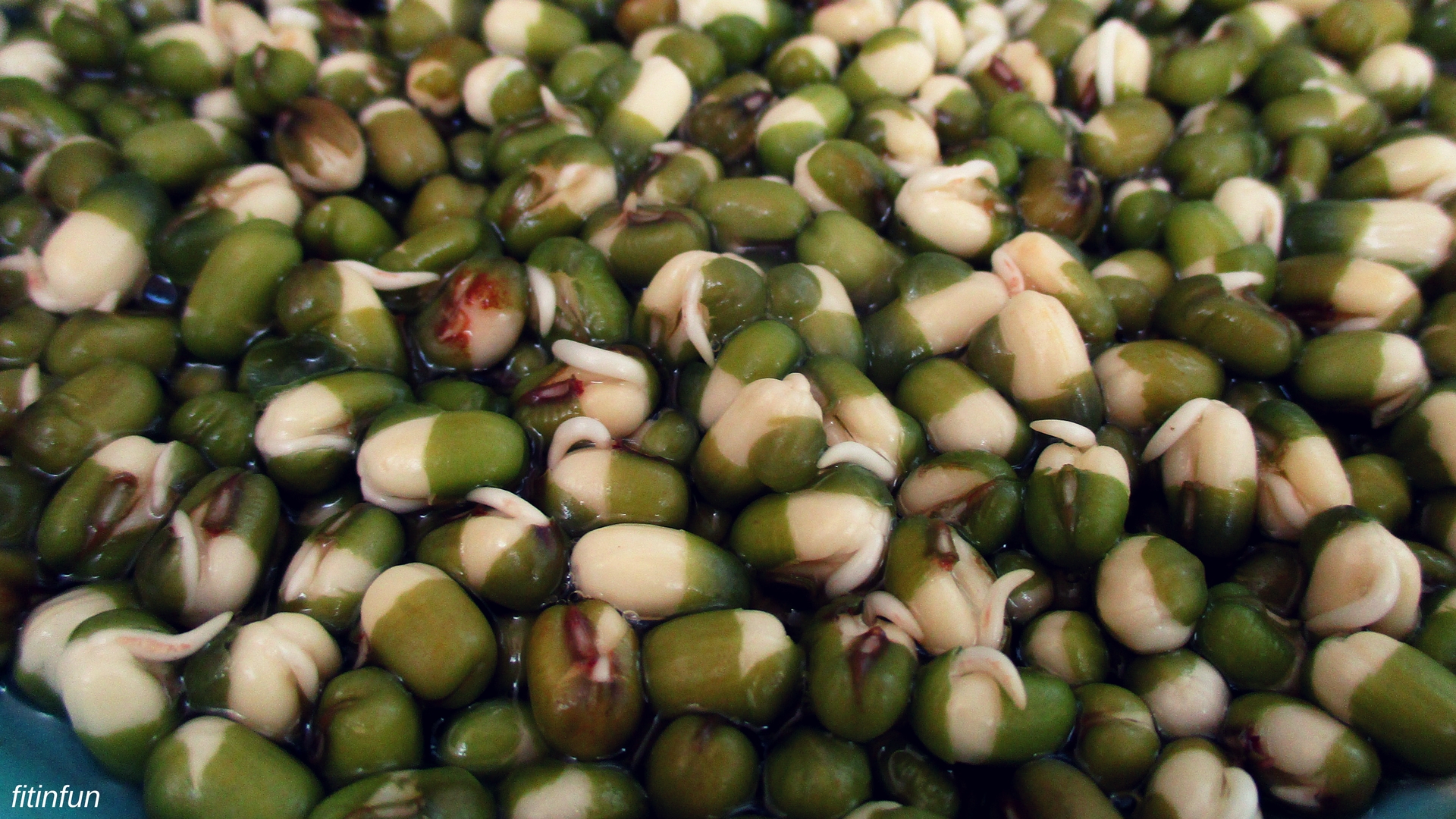 sprouting Mung Beans after 24 hours daily food photography fitinfun.jpg