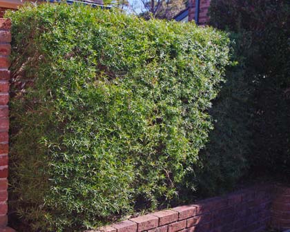 LeptospermPetrsoniiHedge420.jpg