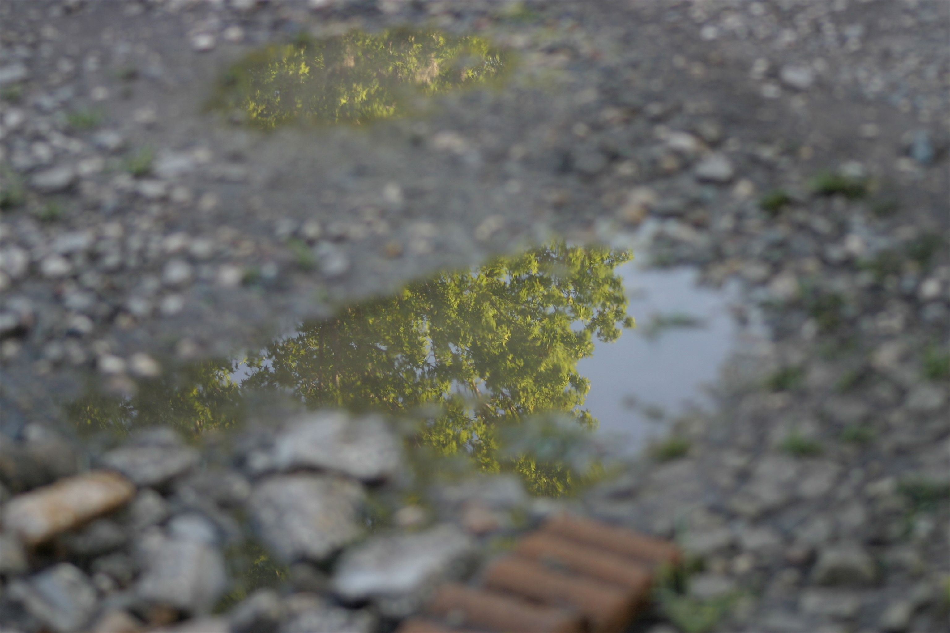 reflections tree green.jpg