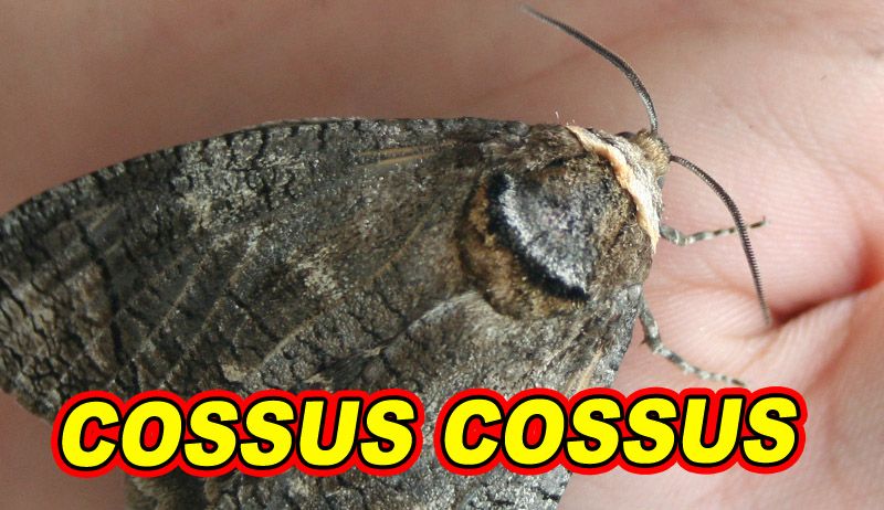 Cossus cossus.jpg