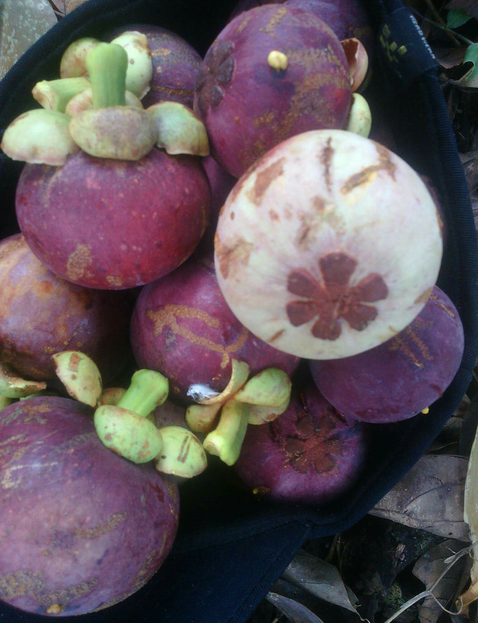 The mangosteen fruit of aceh and its benefits — Steemit