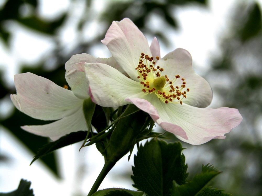 White flower.JPG