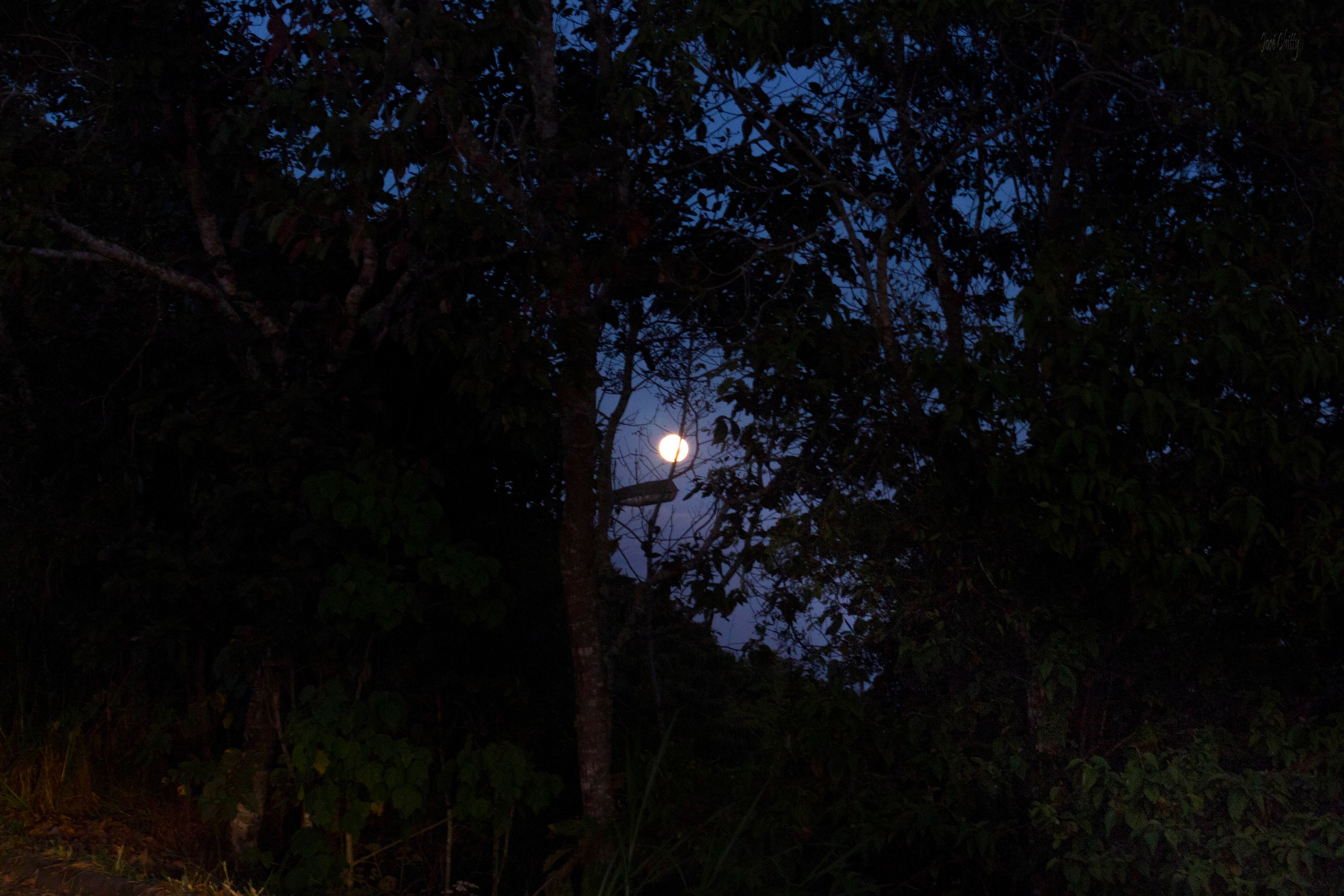 moon_between_trees.jpg