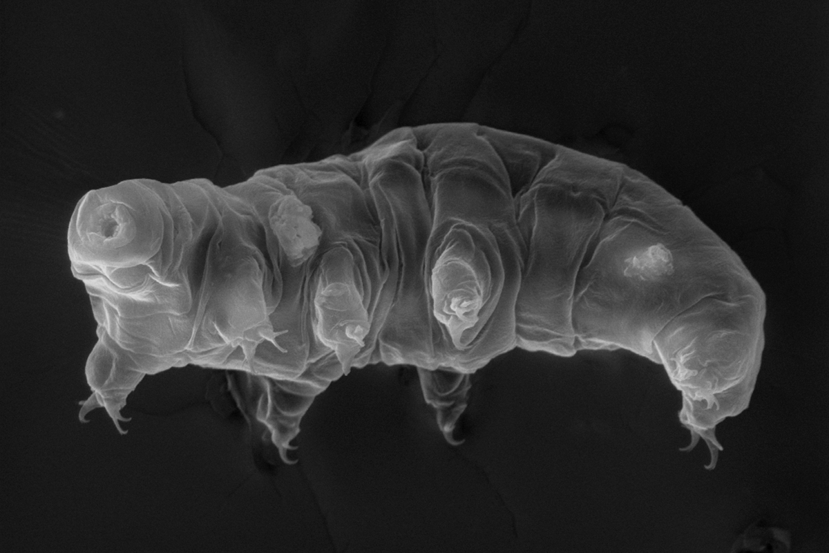 in-toto-tardigrade-macrobiotus-sp..jpg