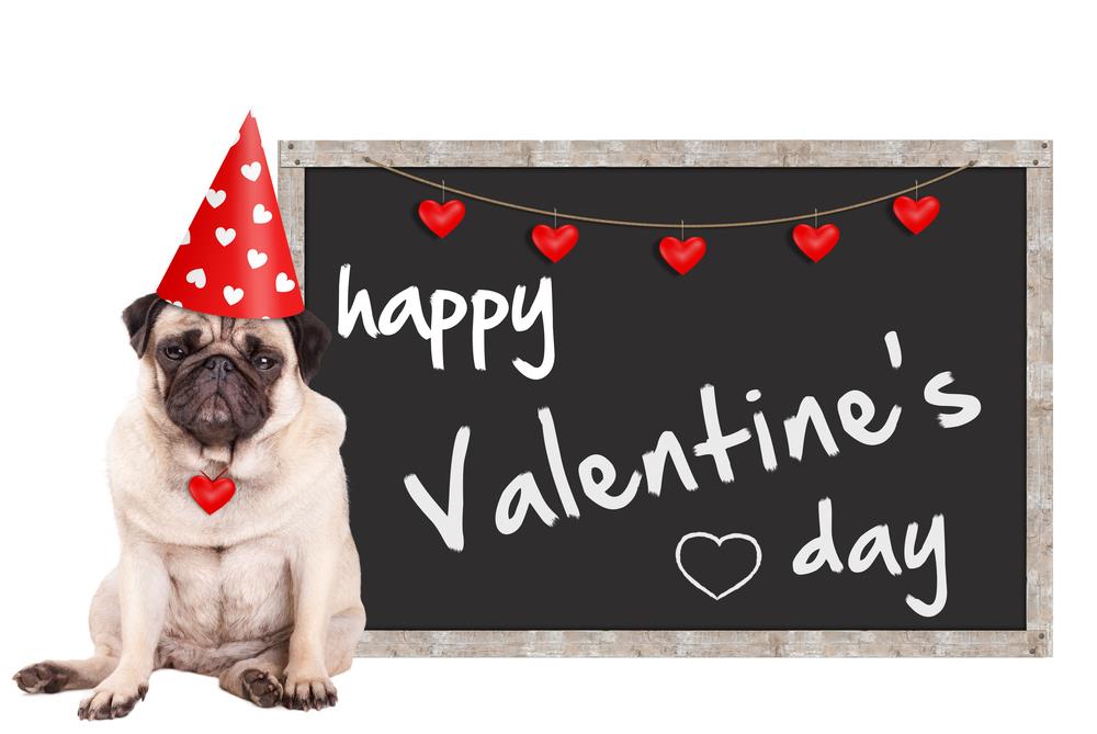 What If Your Pet Becomes Your Valentinetoday Steemit