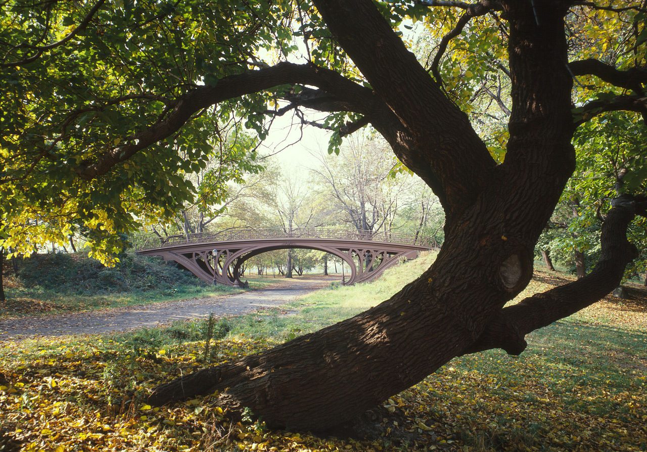 1280px-Central_Park_New_York_City_New_York_23_cropped.jpg