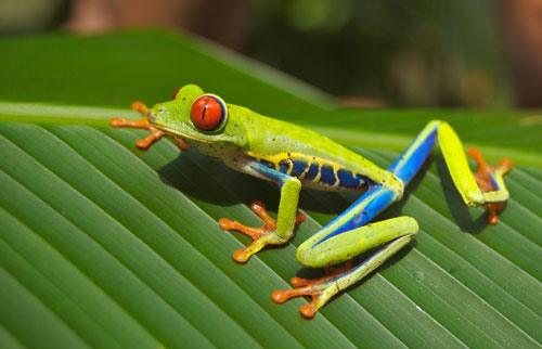 tree-frog-frog-red-eyed-amphibian-76957-.jpg