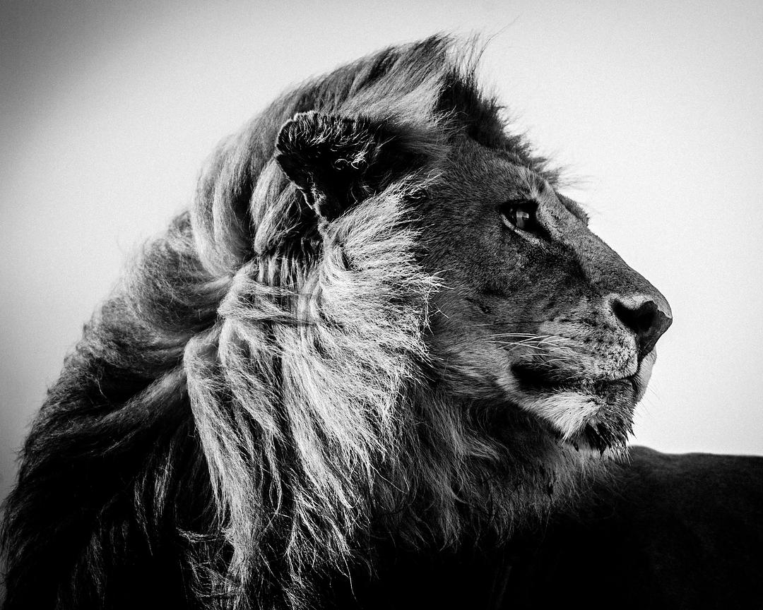 5203-Lion_in_the_wind_3_Tanzania_2007_Laurent_Baheux_xgaplus.jpg