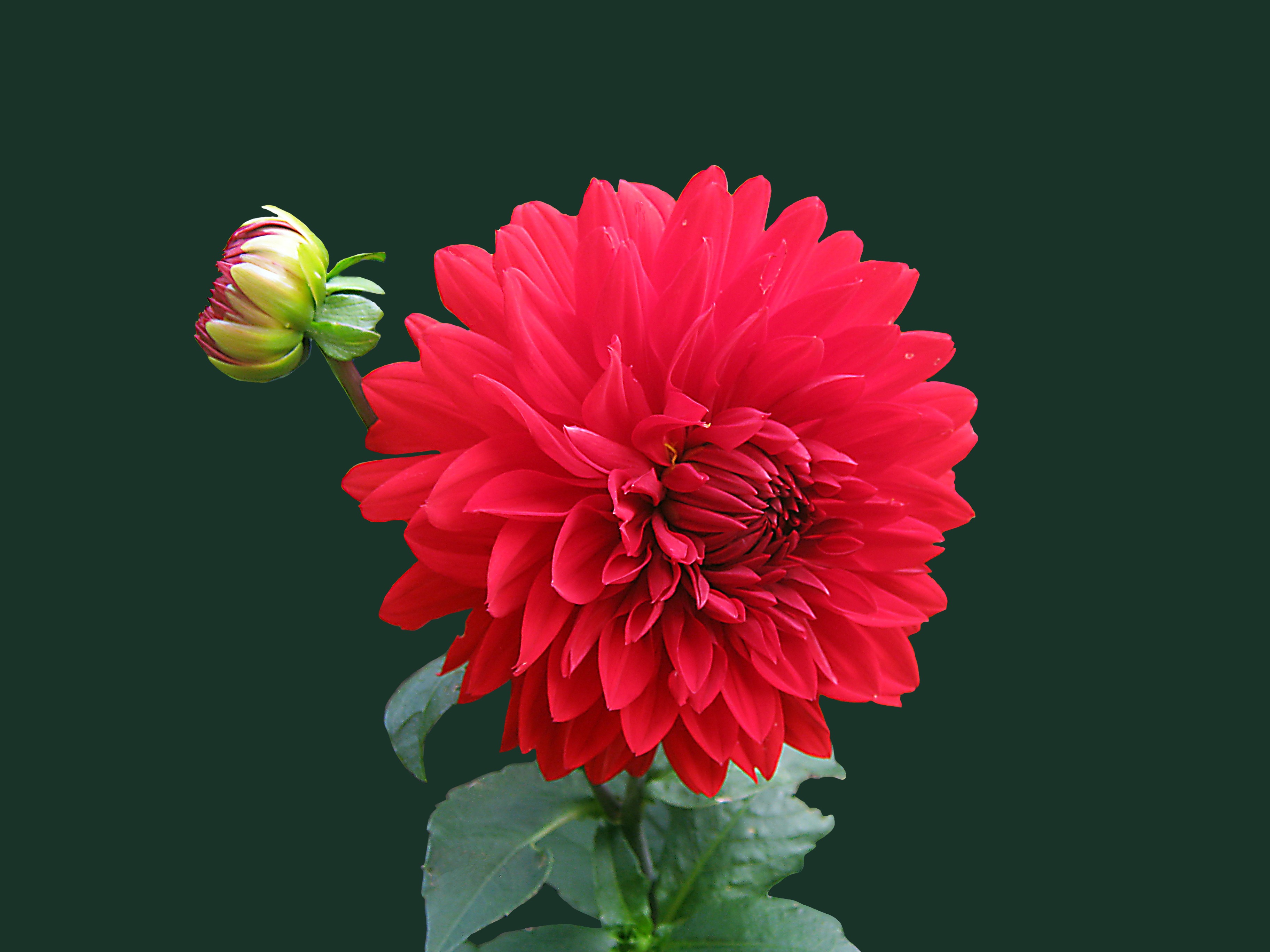 dahlia-red-blossom-bloom-60597 FLOWER.jpeg