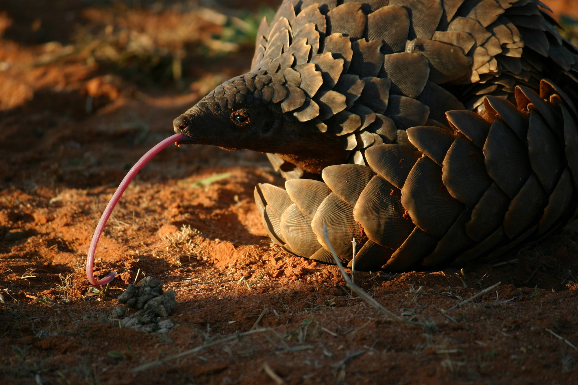 tswalu-pangolin-tongue.jpg