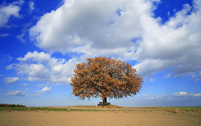 [wallcoo_com]_autumn alone in the field.jpg