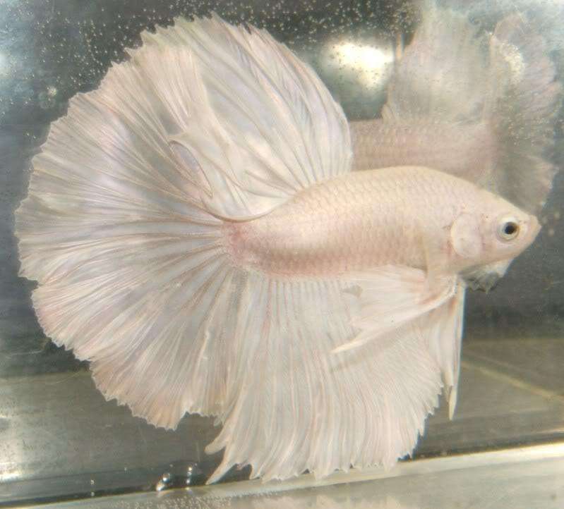 betta-fish-photo-u1.jpg