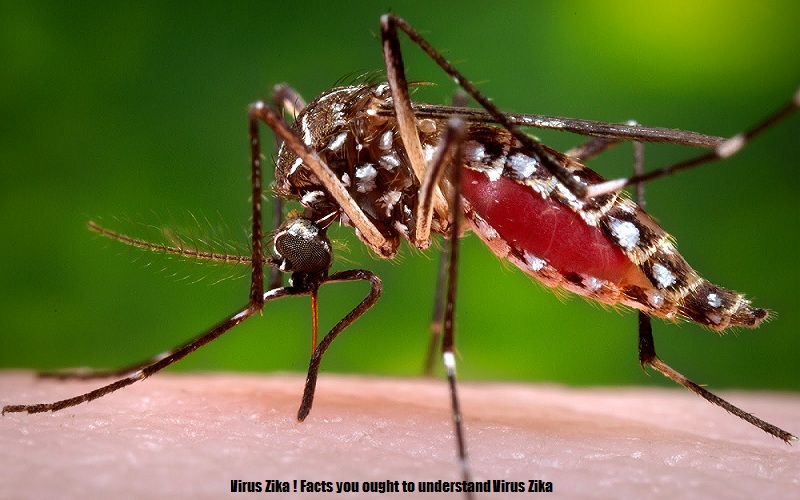Virus Zika.jpg