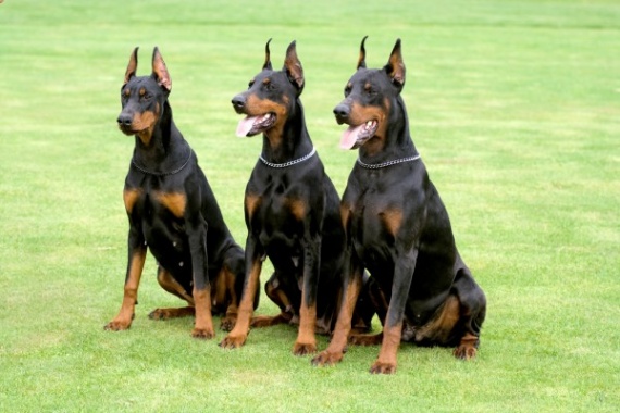 3dobermaenner.jpg