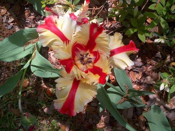 red striped tulip.jpg