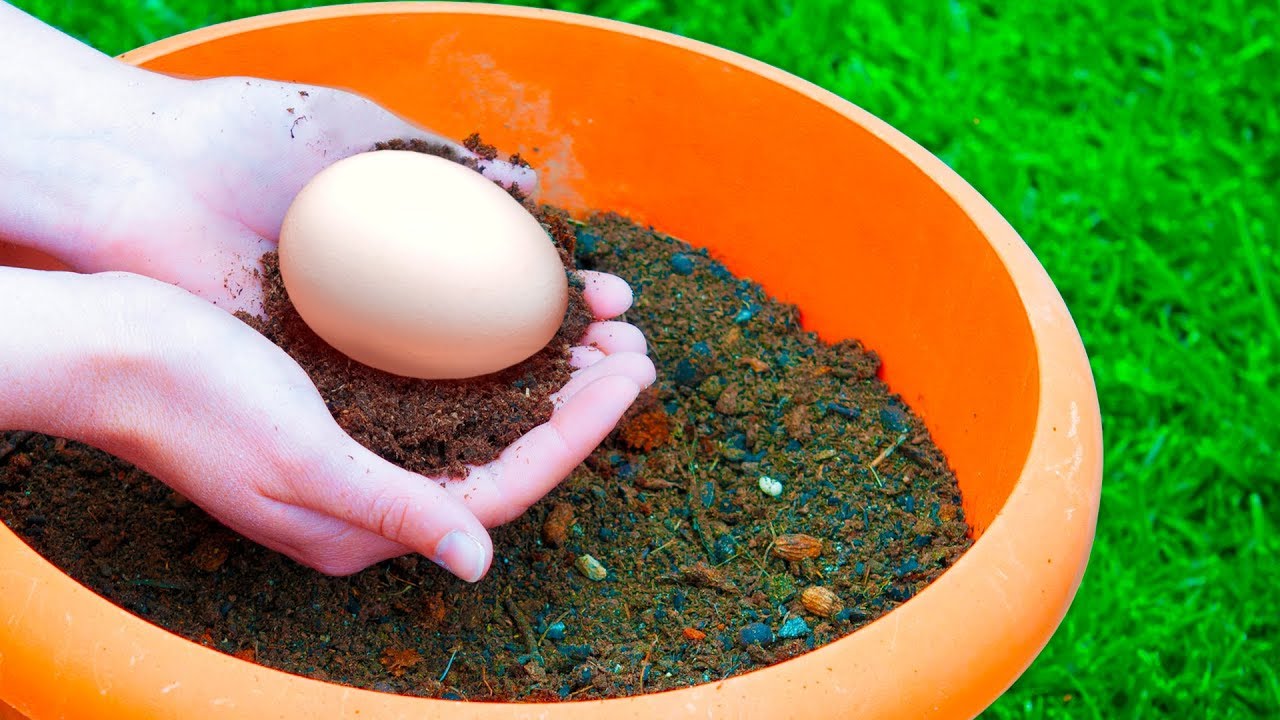 Сколько растет яйцо. Земля яйцо. Огород в яйце. Яйцо в земле в огороде. Яйцо в огороде закопано.