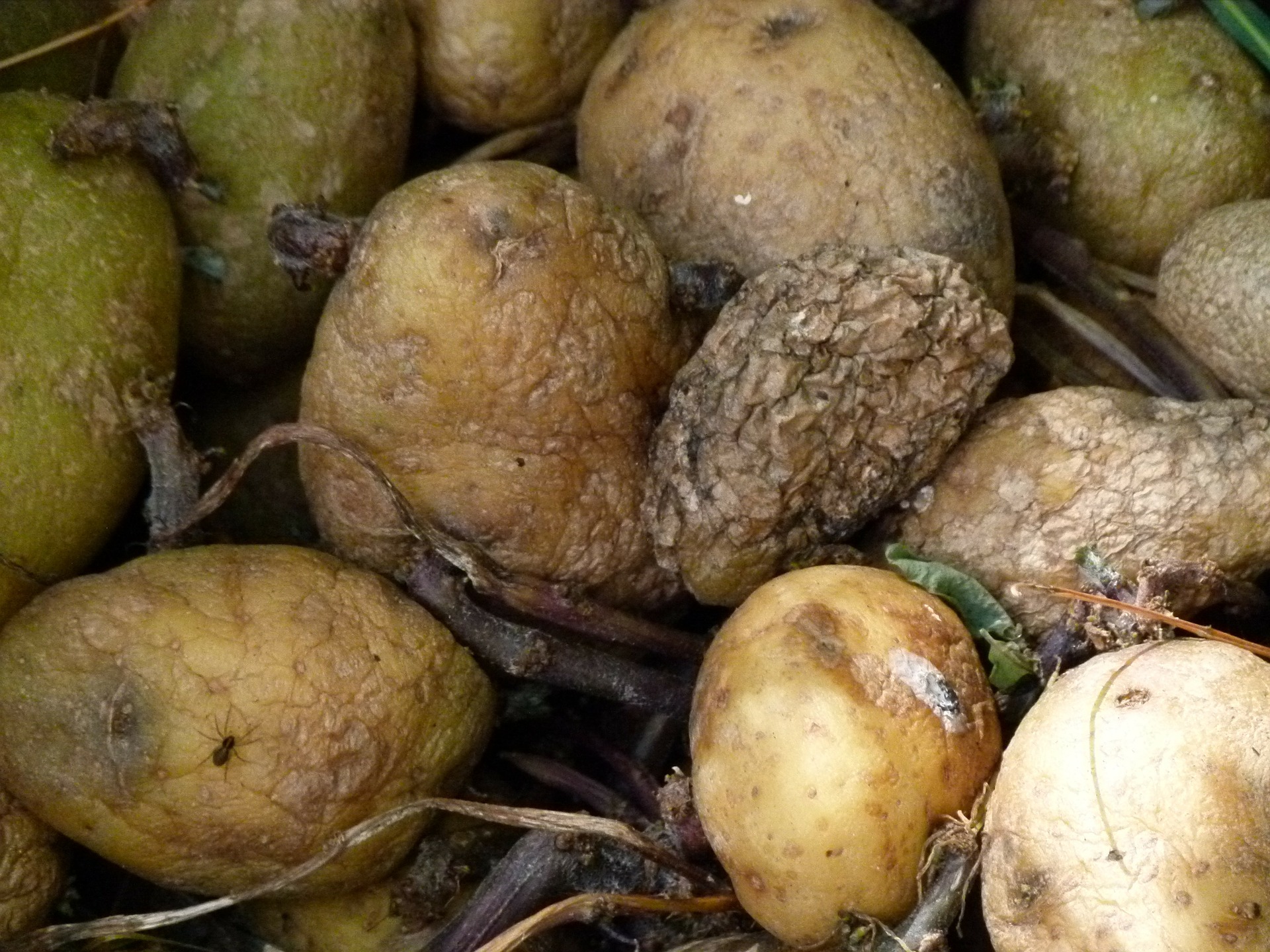 rotting-potatoes-185928_1920.jpg