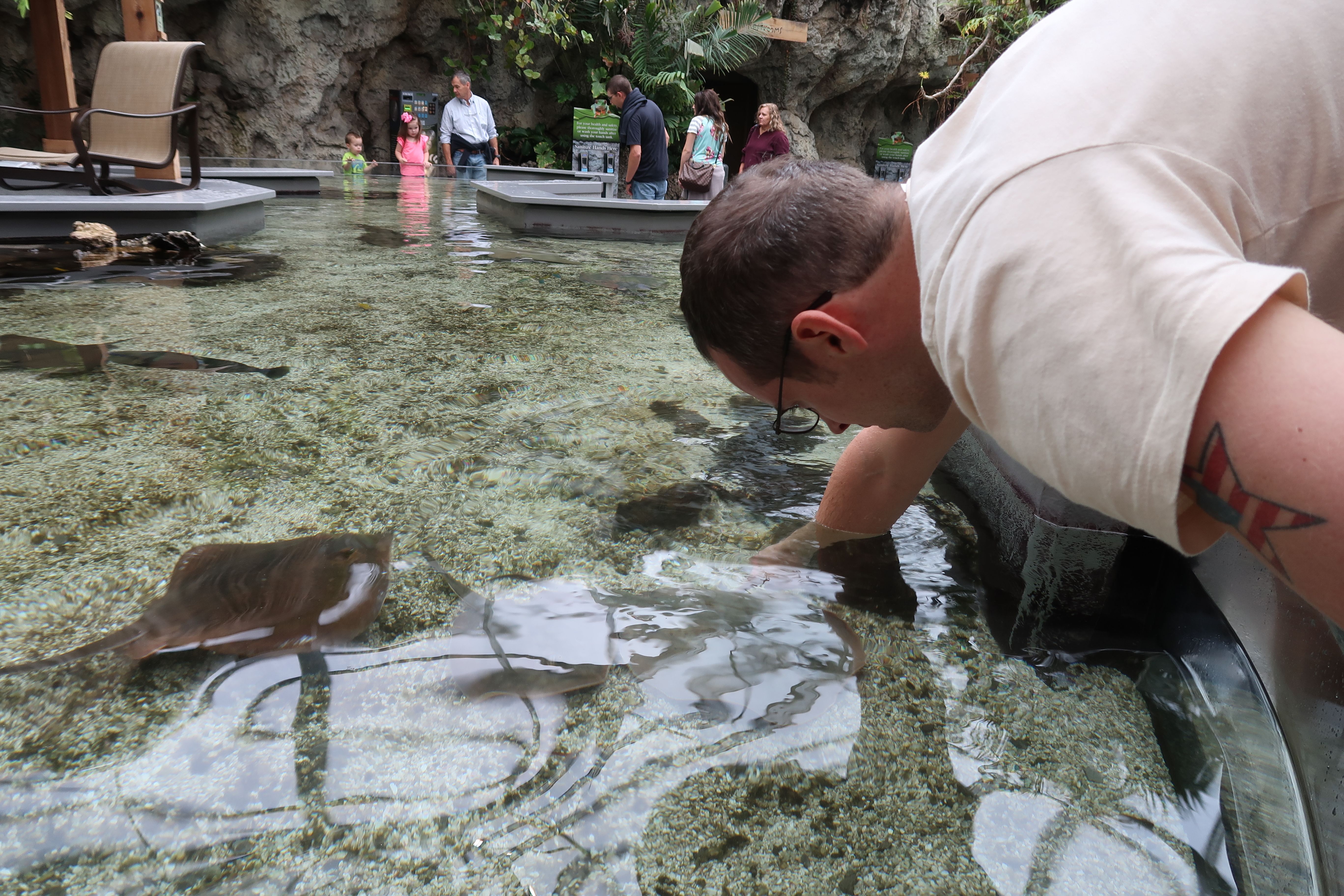 Touching stingrays The Tennessee Aquarium in Chattanooga.JPG