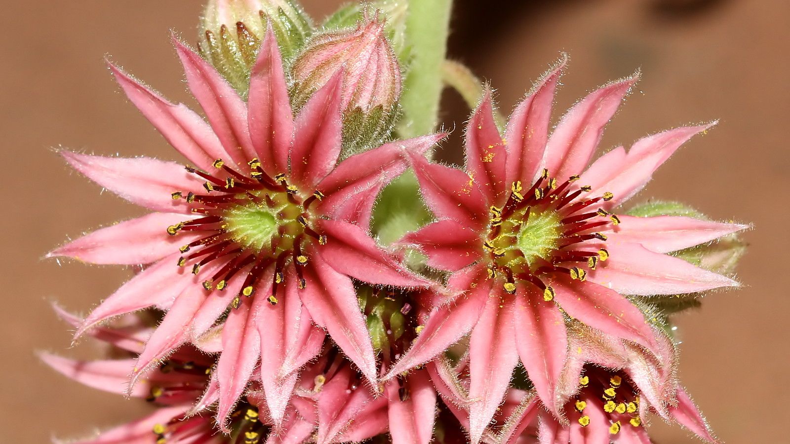 Plant 168 Sempervivum 2018-04-05 n3.jpg