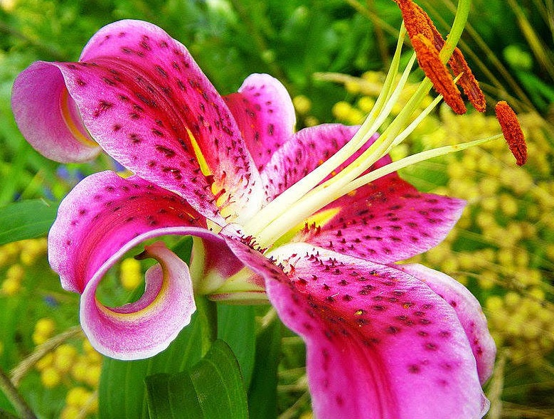 most-beautiful-flower.jpg