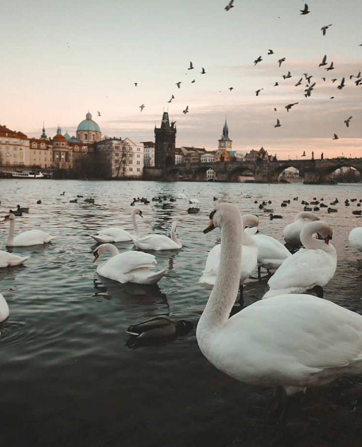 swan prague.png