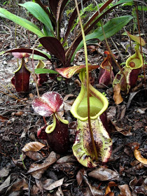 Nepenthes_rafflesiana_squat2.jpg