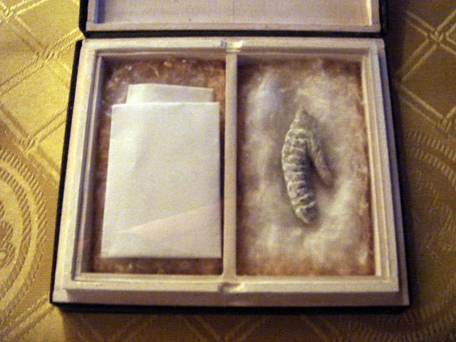 Hasil gambar untuk foto Penis Napoleon Bonaparte di museum