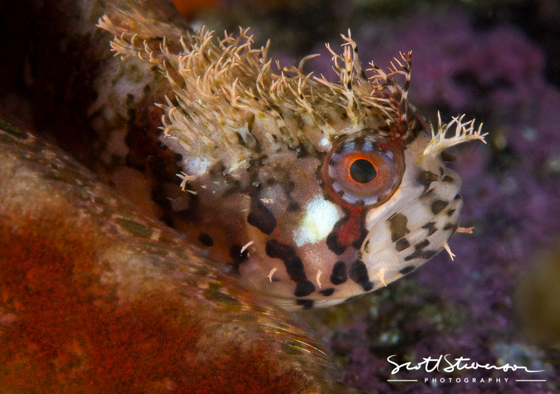 Mosshead Warbonnet-3.jpg