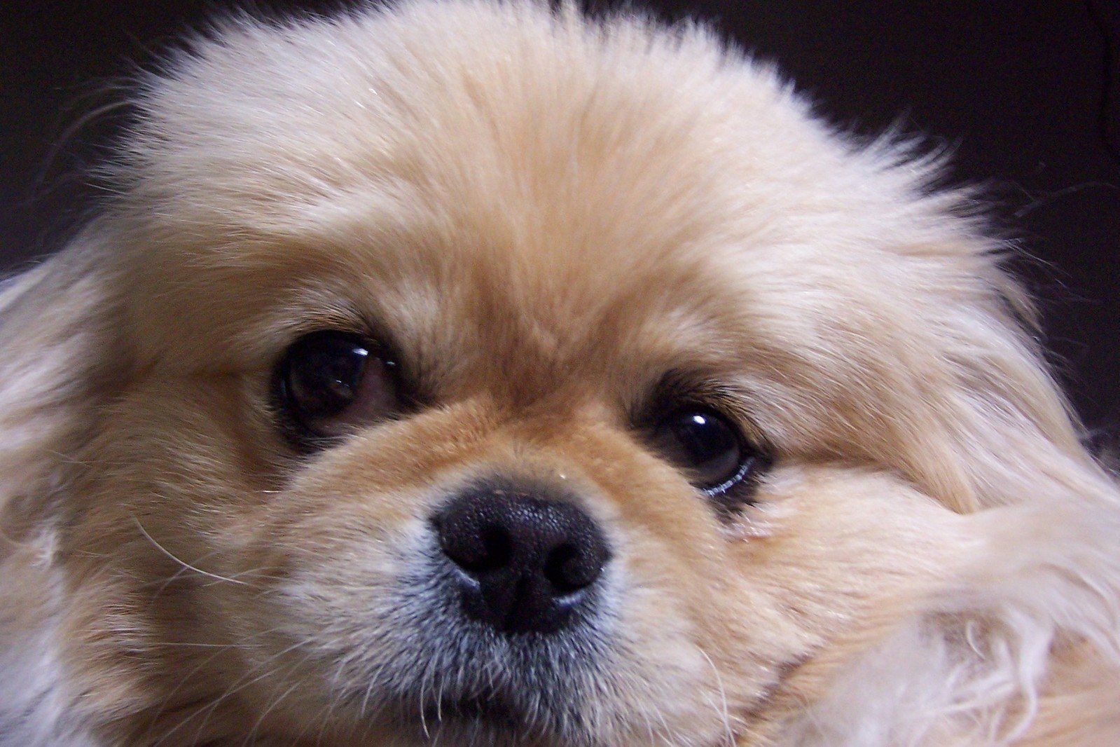 pekingese-dog-1399001.jpg