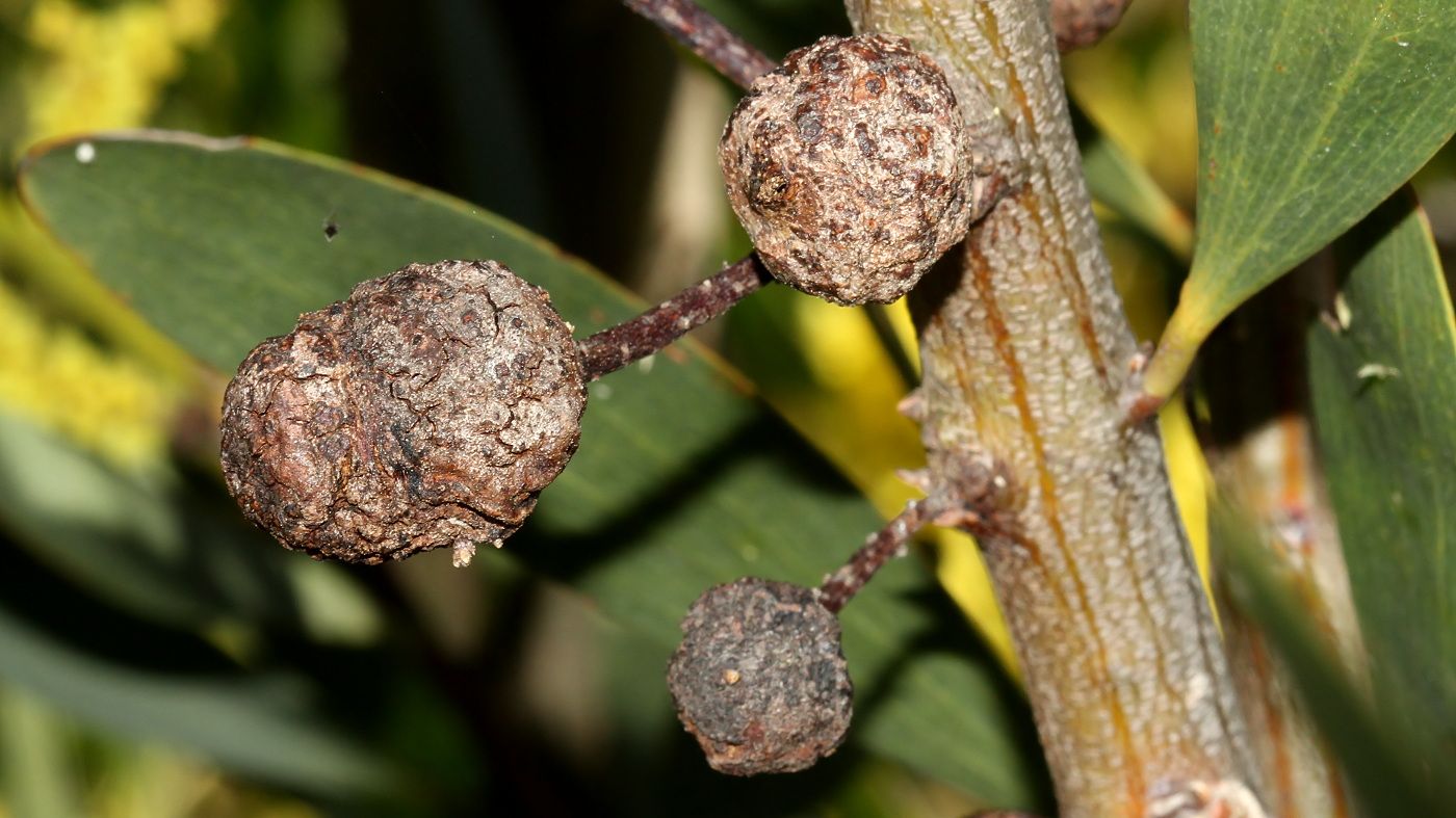 Trichilogaster sp Old woody Galla on Acacia sophorae BY Tas 2017-09-25.jpg