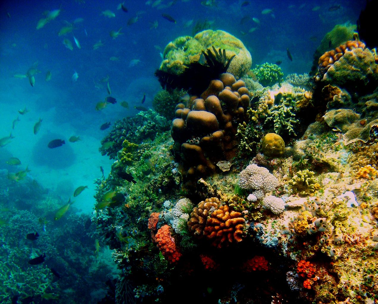 Colorful_underwater_world,_Mabini_Batangas_-_panoramio_(7).jpg