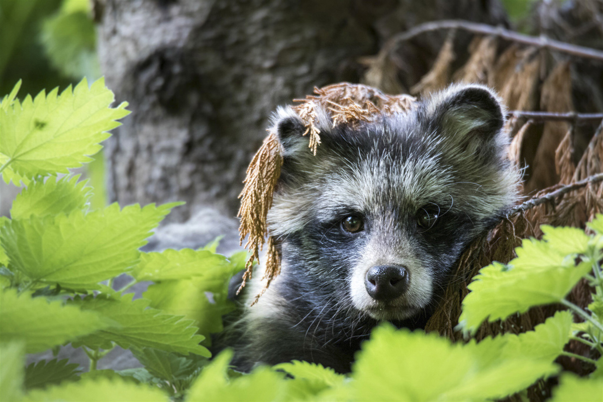 raccoon dog hiding among nettles.jpg