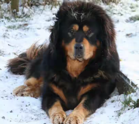 Animals33 Tibetan Mastiff Steemit