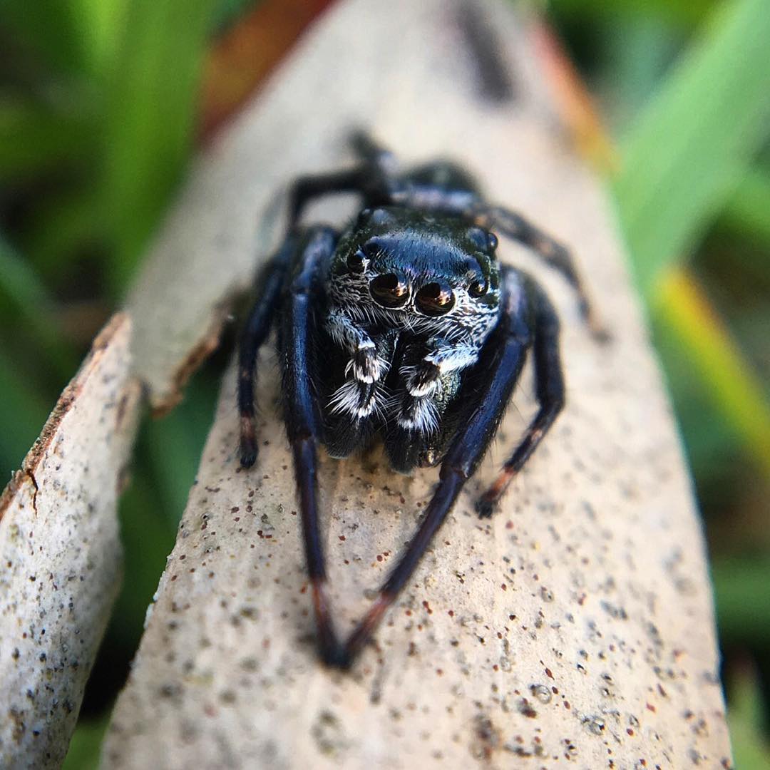 male euryatus bleekeri(salticidae).jpg