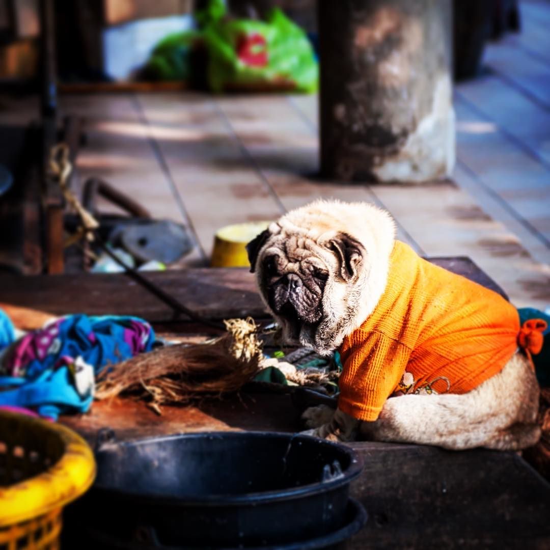 _th__thai__thailand__dog__animal__doginclothes__orange__outside__dogsitting__boring_October_05__2016_at_0918AM.jpg