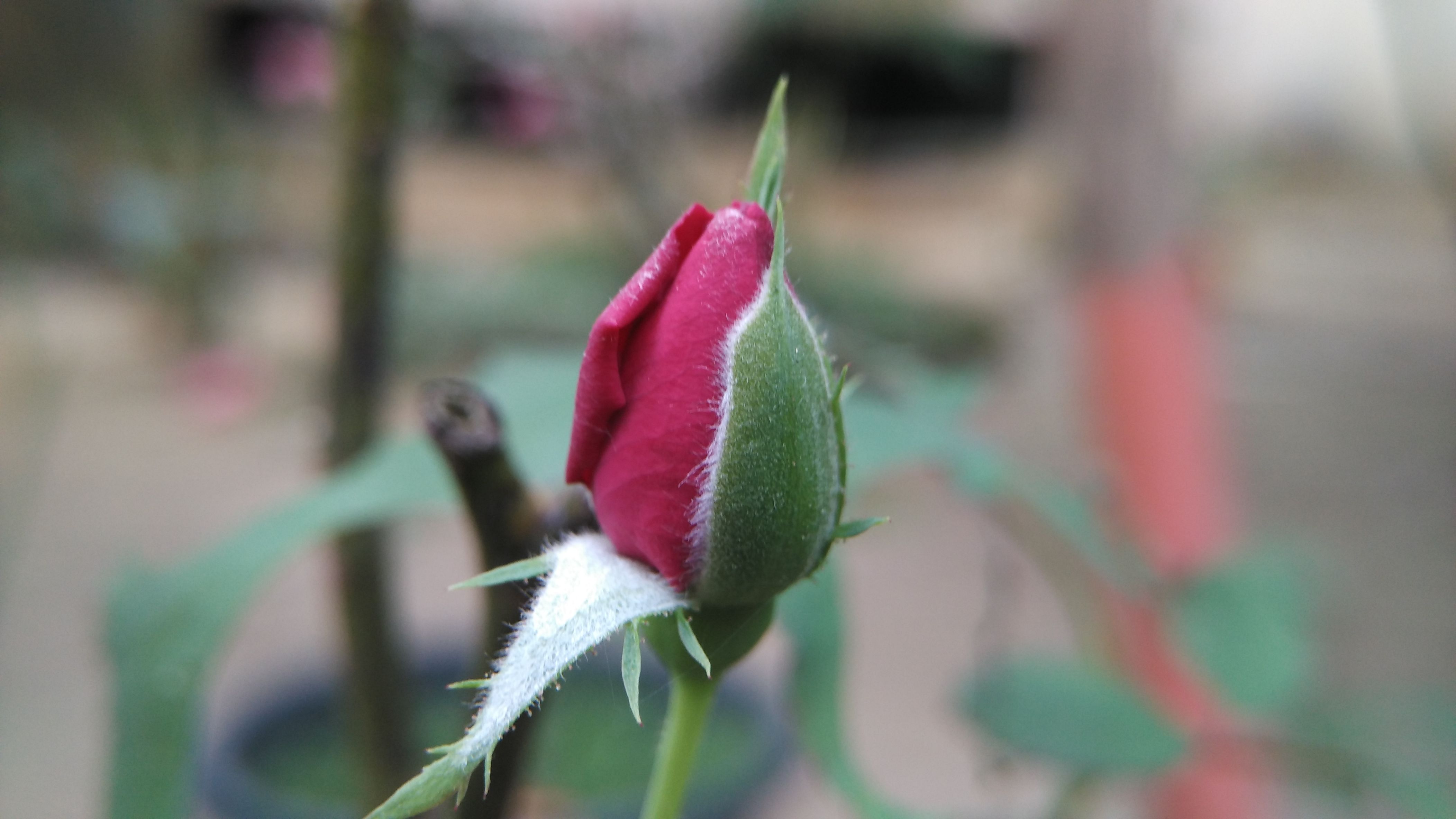 roses-before-bloom-steemit