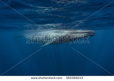 stock-photo-blue-whale-balaenoptera-musculus-marissa-sri-lanka-indian-ocean-565369243.jpg