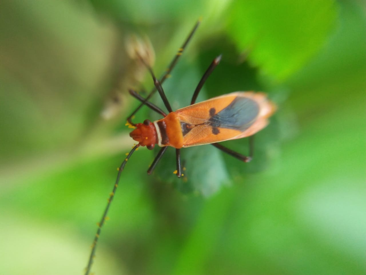Long-legged beetle from Aceh.jpg